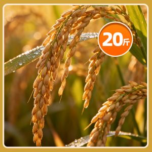 神农江西特级生态优质香稻5号（10kg）